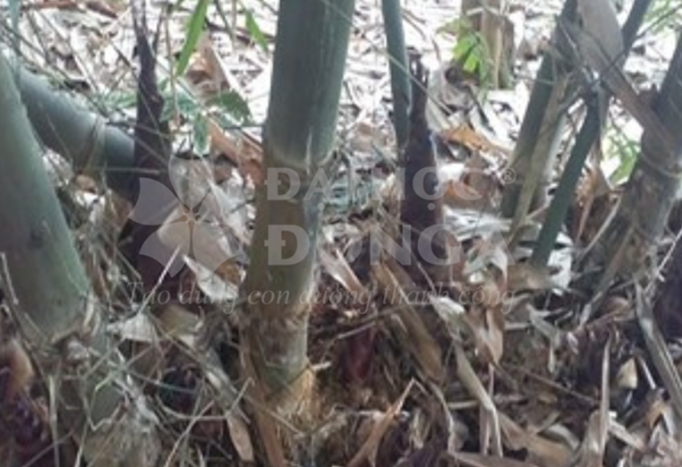 Tre Ngọt (Bambusa brandisii Munro)